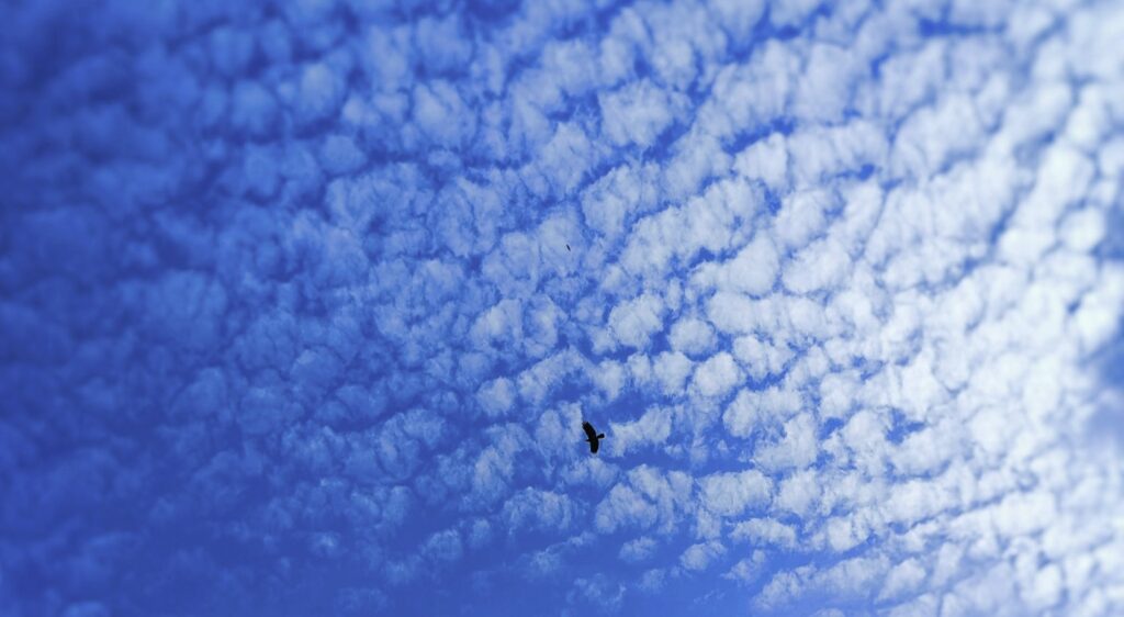Cloud Control for Blue Sky Research cover