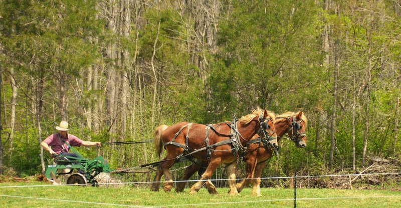 Horses pull a cart across a grassy field.