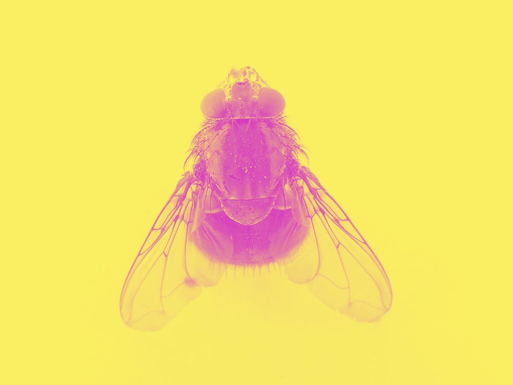 a black and white photo of a fly