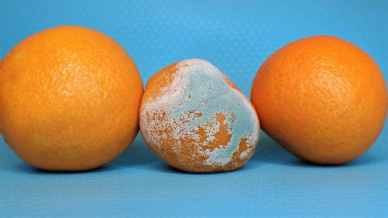 three oranges and an egg on a blue background
