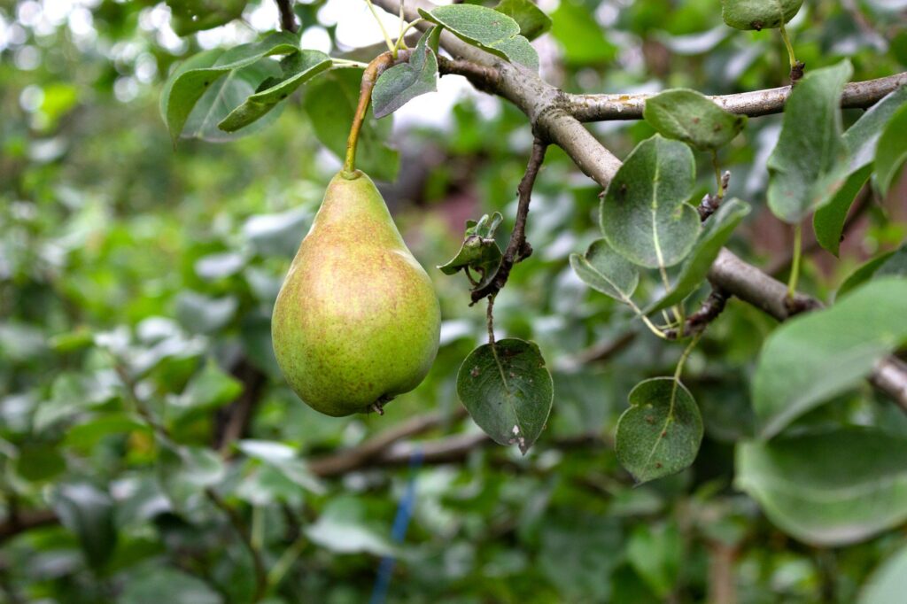 a green pear hanging from a tree branch