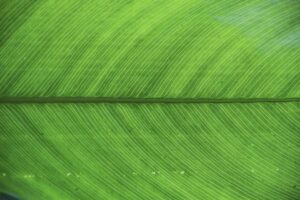 green and white striped textile