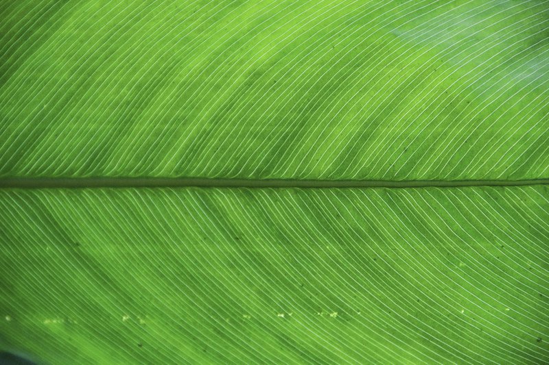 green and white striped textile