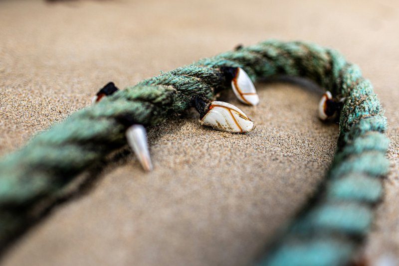 Barnacles attached to a weathered rope on sand