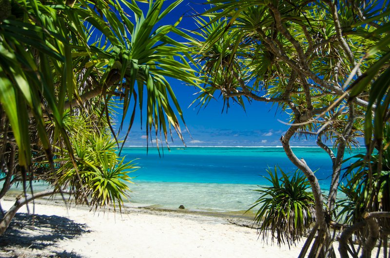 A sandy beach with palm trees and blue water