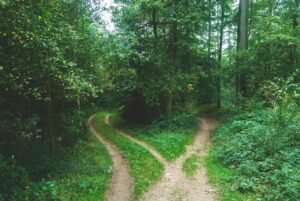 two roads between trees