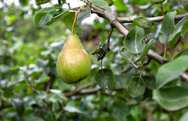 a green pear hanging from a tree branch