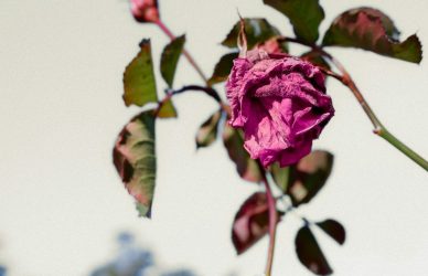 Non-ATAR pathways still underperform cover