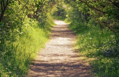 gray dirt road between green grass and trees during daytime