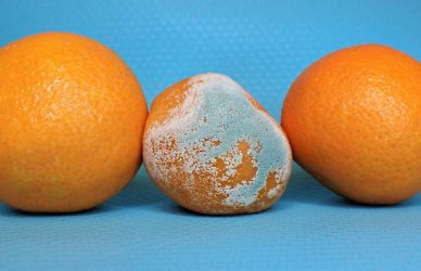 three oranges and an egg on a blue background