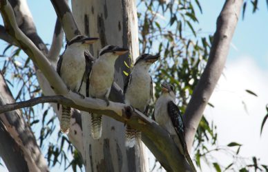 white and black bird on brown tree branch during daytime